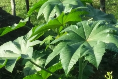 IMG-20181119-WA0001